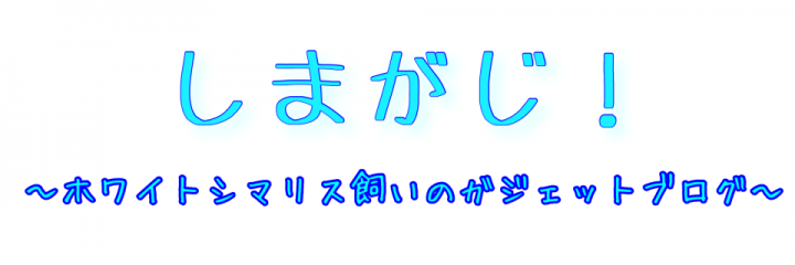 しまがじ!
